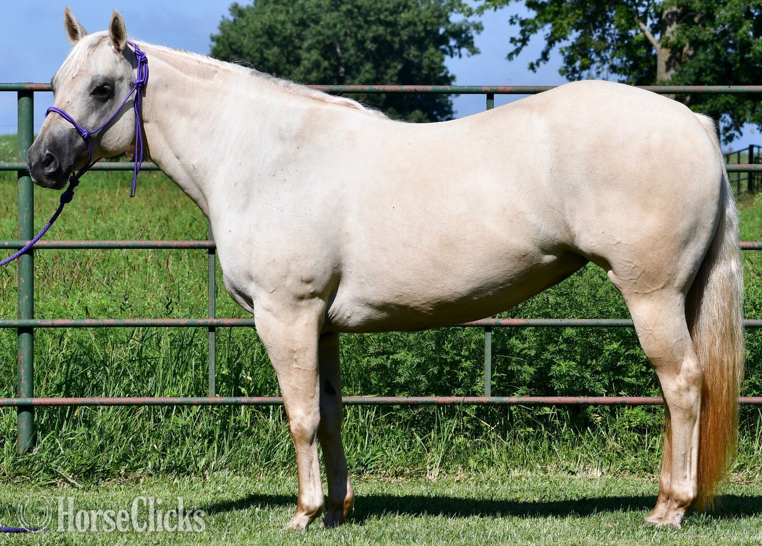 "Awesome Diamond Jac" Palomino Mare Quarter Horse - Quarter Horse