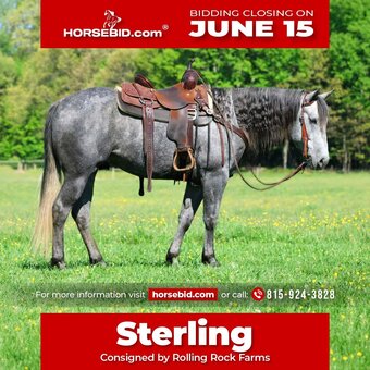 "Sterling" Grey Gelding Quarter Horse