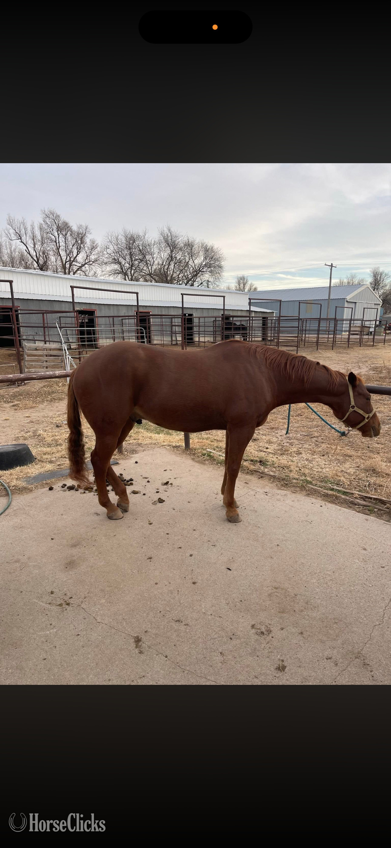 "Just empty every pocket " Sorrel Gelding Quarter Horse in Kansas