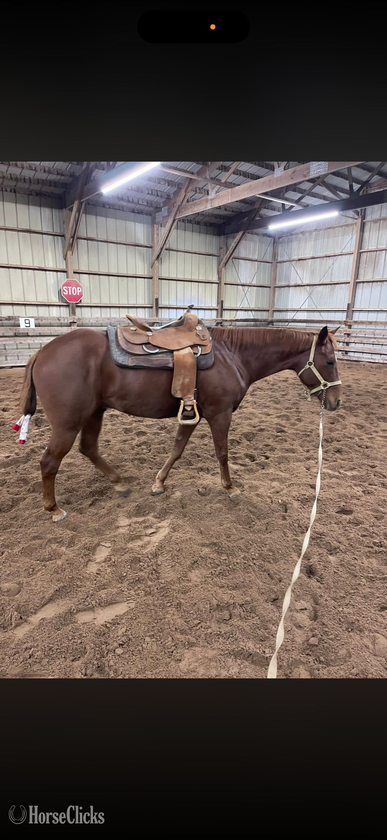 "Just empty every pocket " Sorrel Gelding Quarter Horse