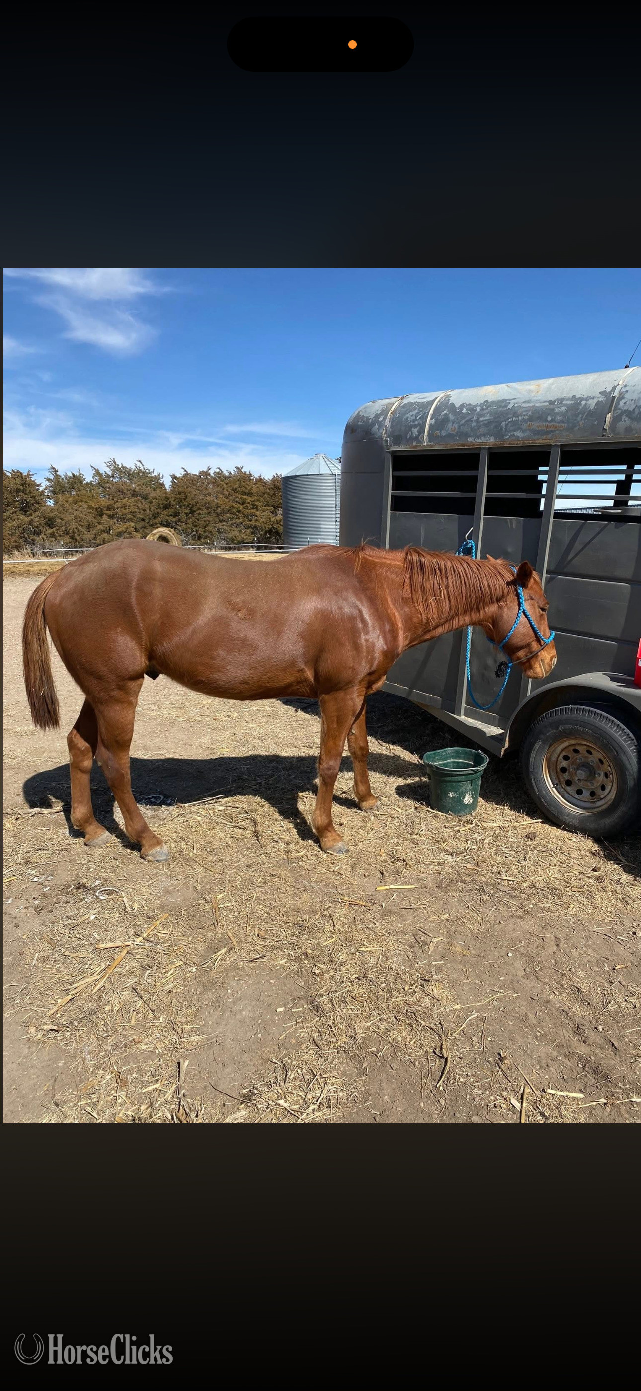 "Just empty every pocket " Sorrel Gelding Quarter Horse - Quarter Horse