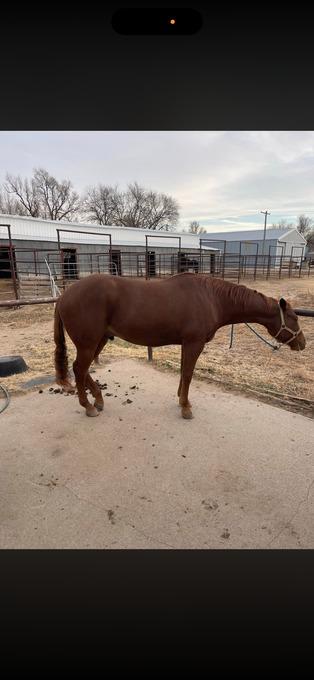 "Just empty every pocket " Sorrel Gelding Quarter Horse