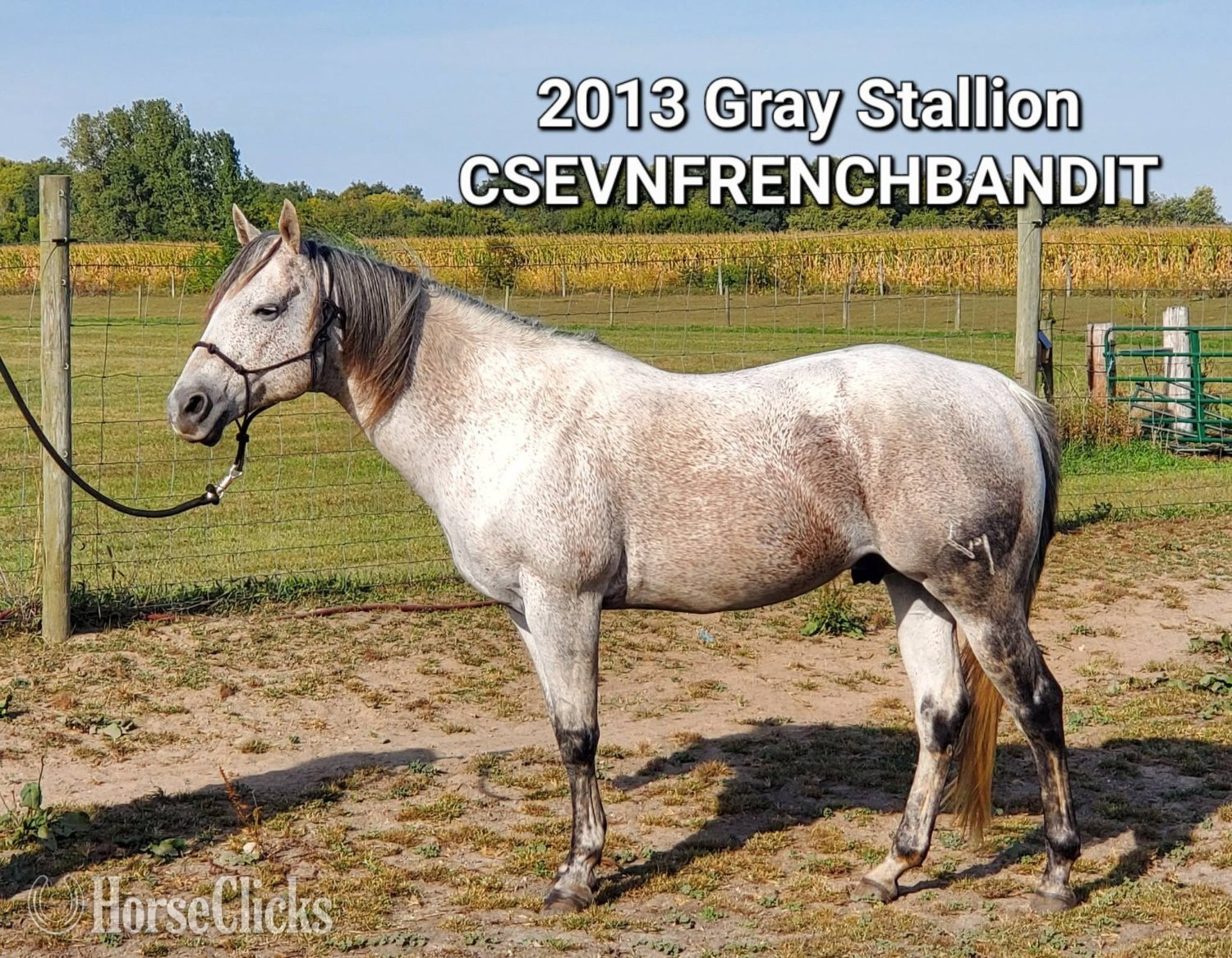 "CSEVN FRENCH BANDIT" Grey Stallion Quarter Horse