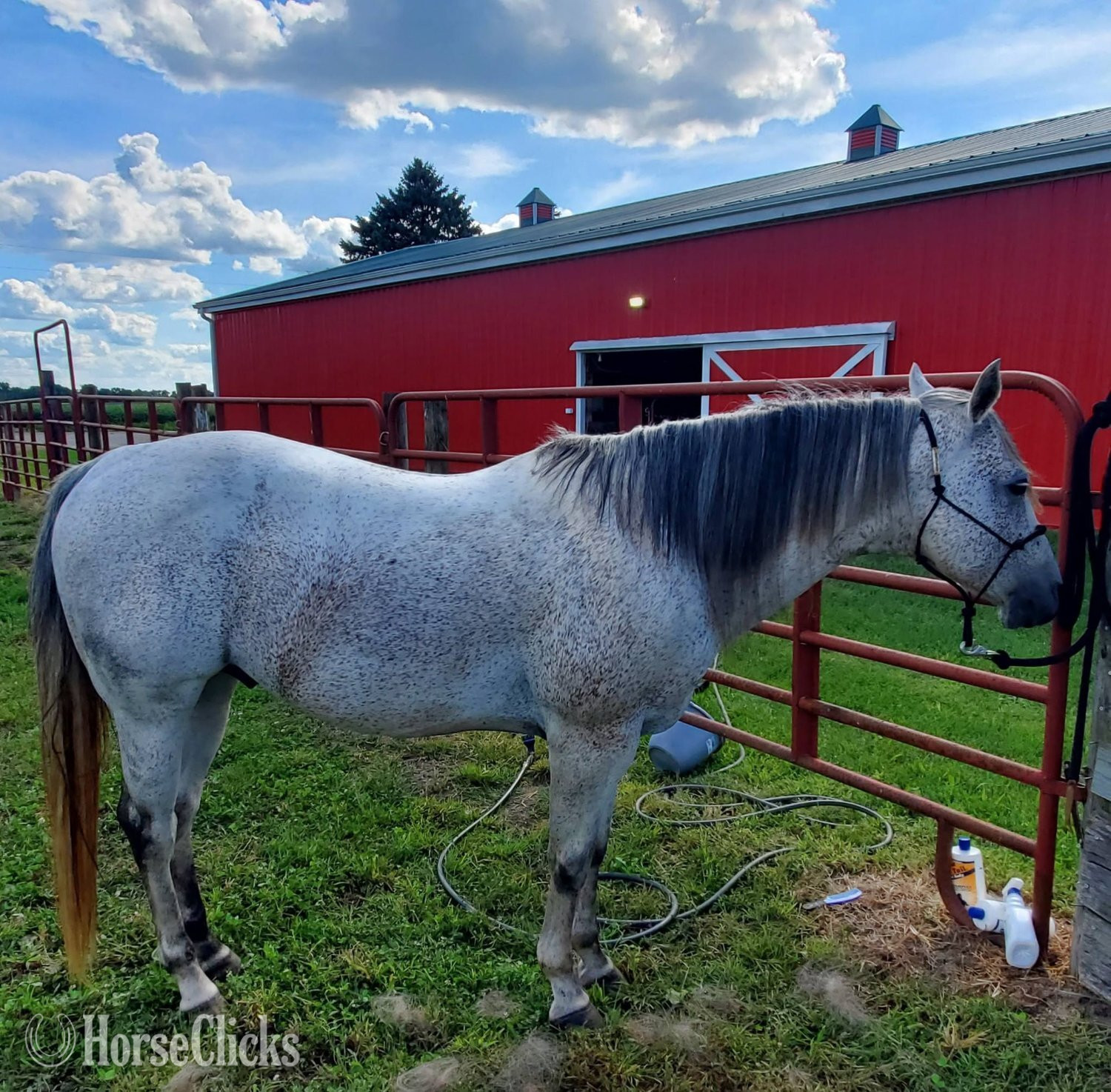 Indiana "CSEVN FRENCH BANDIT" Grey Stallion Quarter Horse