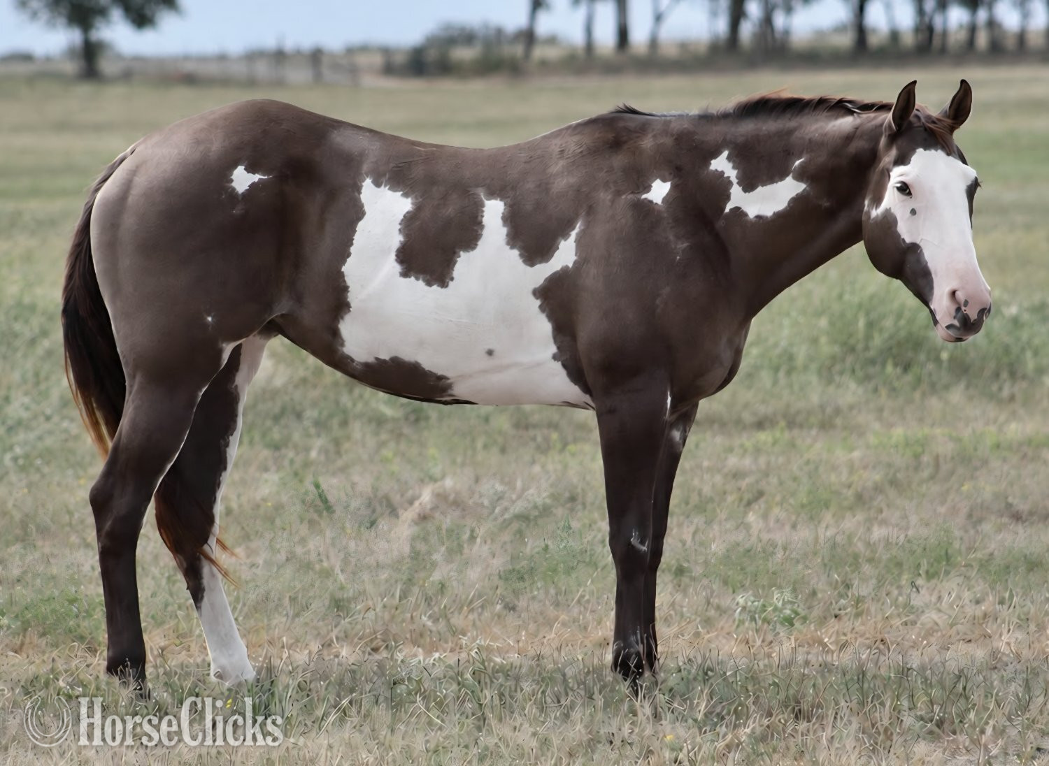 Texas "SHES A HUSLIN BABE" Grullo Mare Paint