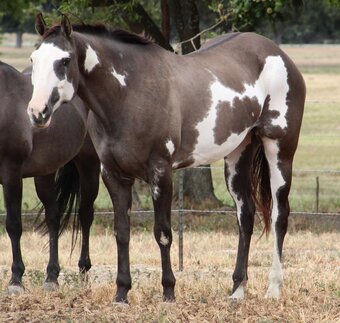 "SHES A HUSLIN BABE" Grullo Mare Paint
