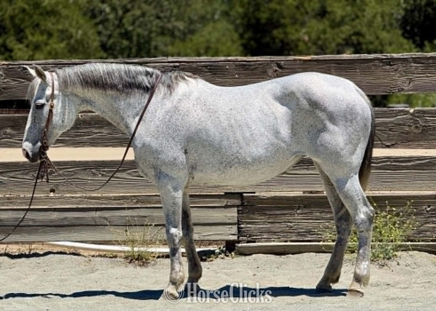 "TIA" Grey Mare Quarter Horse in California