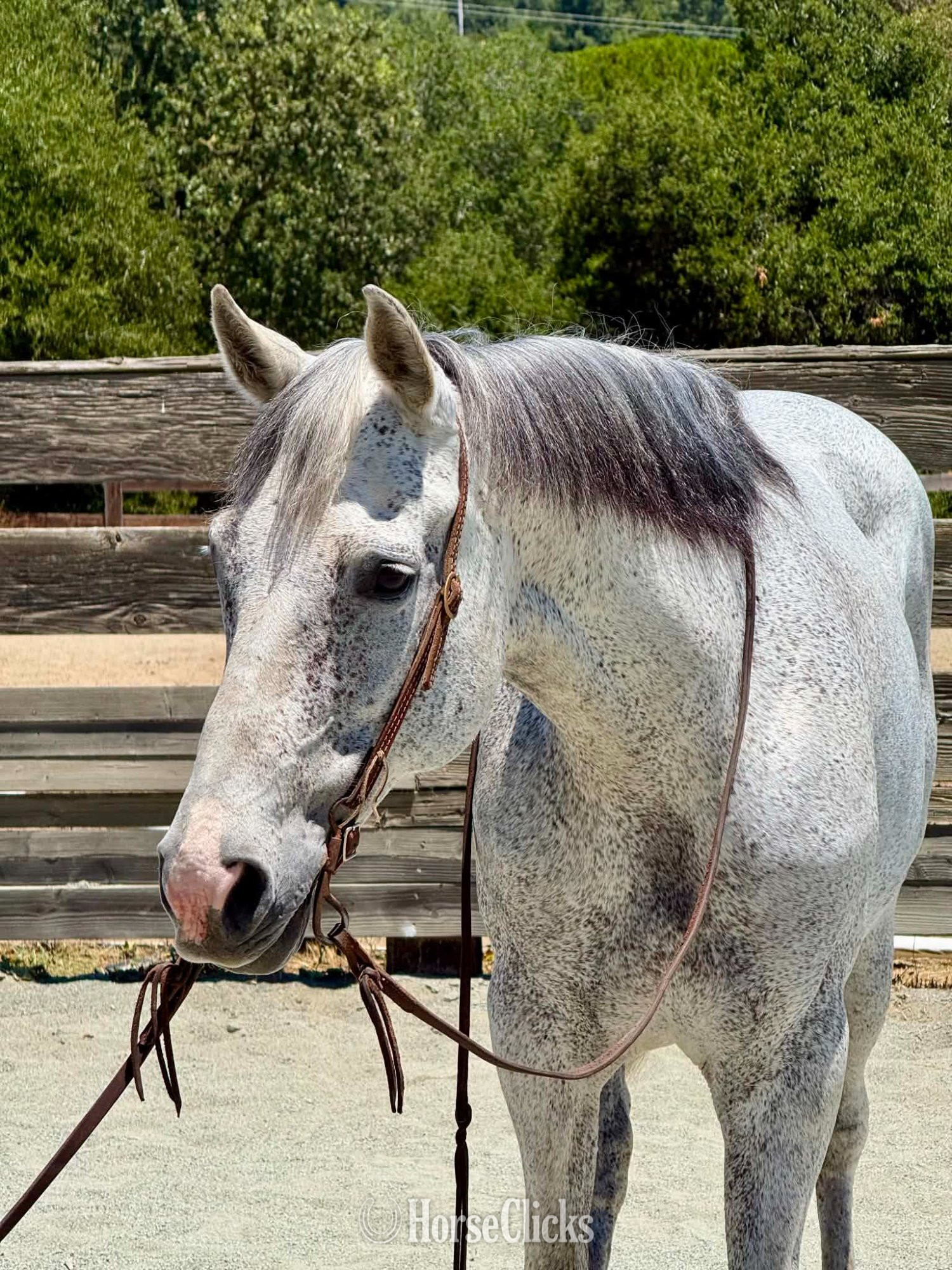California "TIA" Grey Mare Quarter Horse