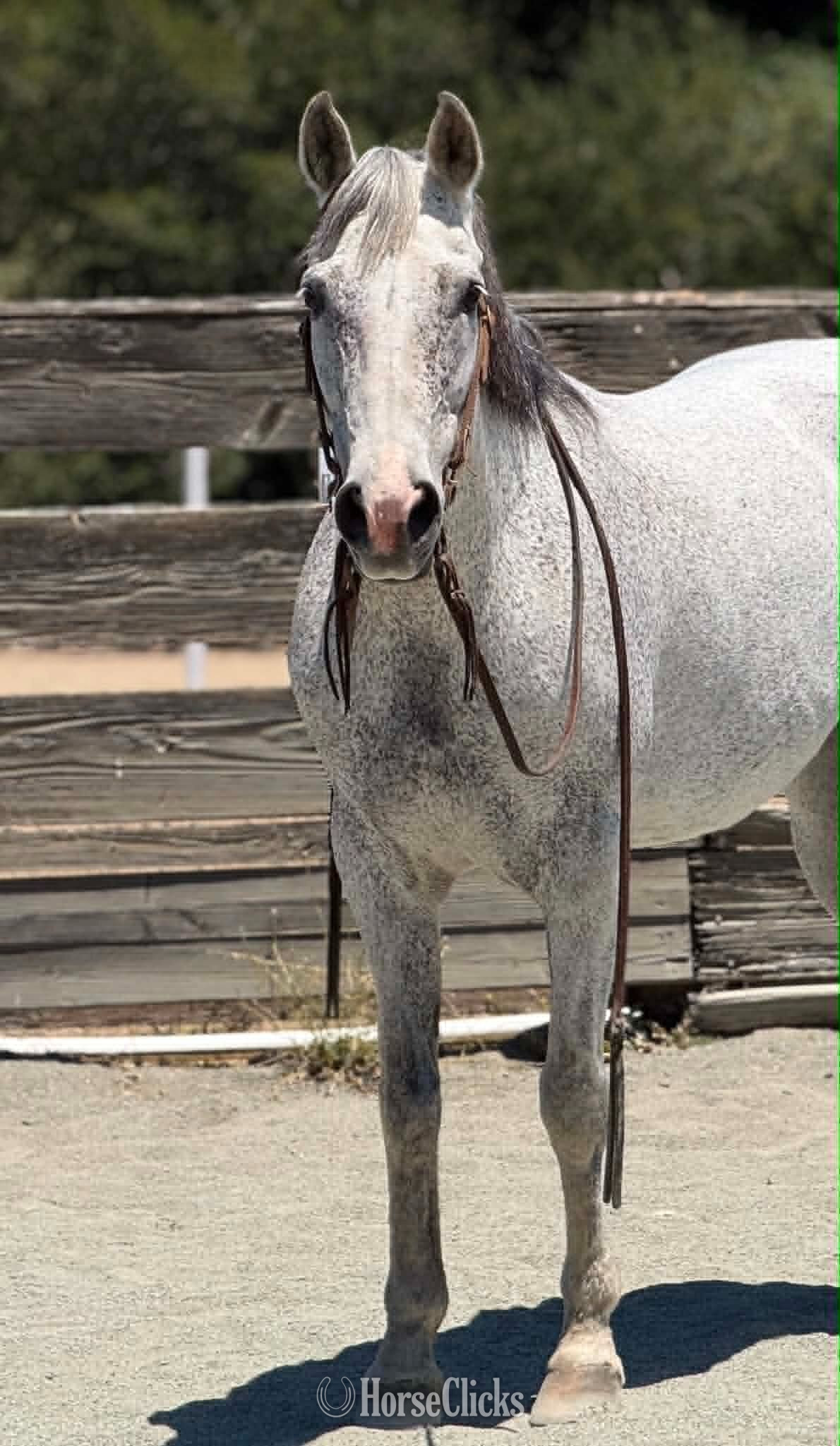 "TIA" Grey Mare Quarter Horse - Quarter Horse in California