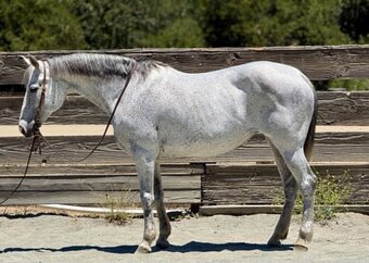 "TIA" Grey Mare Quarter Horse