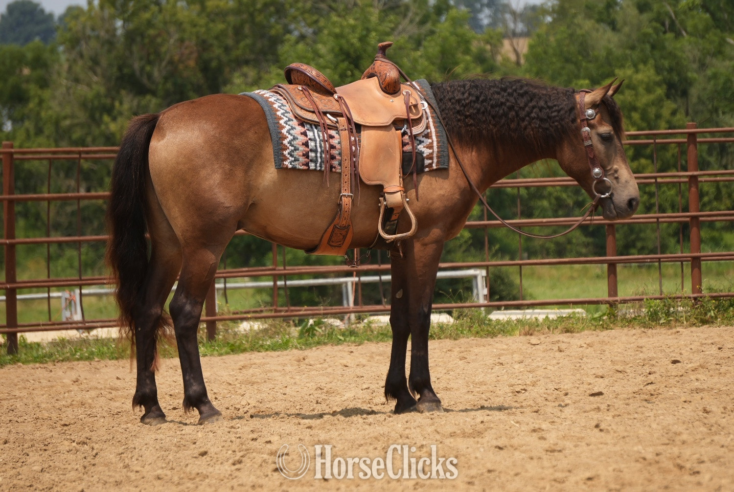 "Bandit" Buckskin Gelding Quarter Horse in Ohio