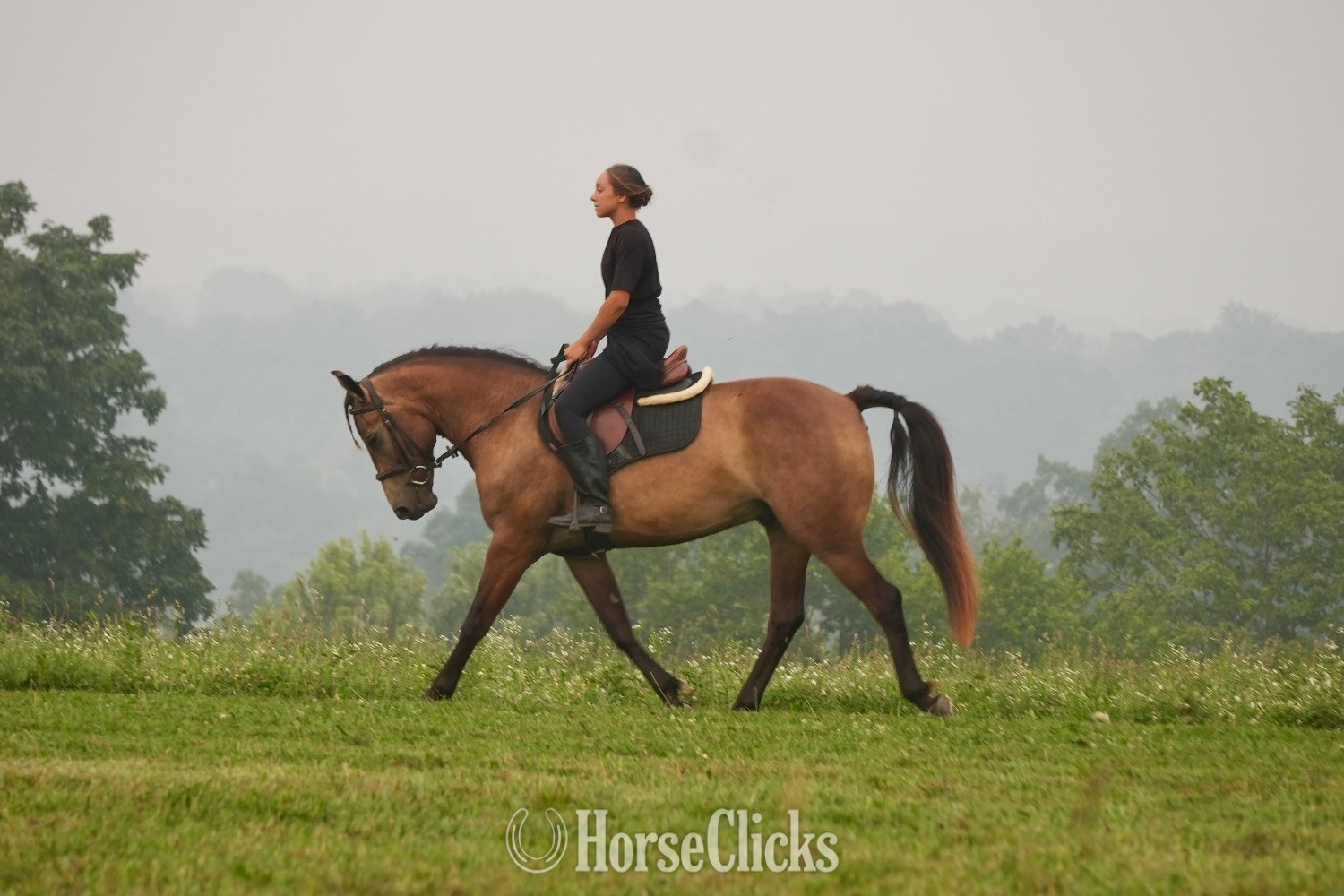 "Bandit" Buckskin Gelding Quarter Horse Ohio
