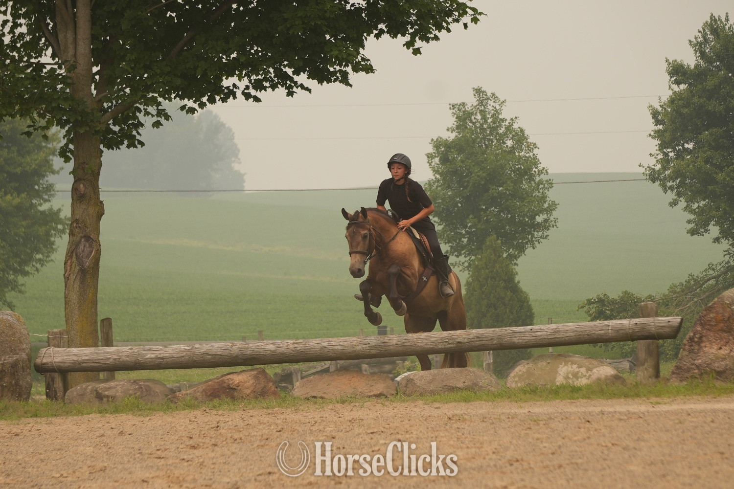 Quarter Horse - "Bandit" Buckskin Gelding Quarter Horse in Ohio