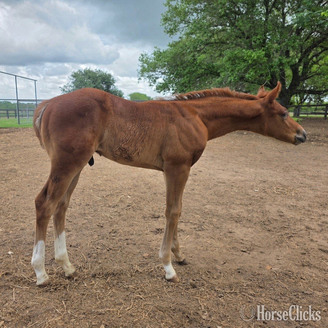 "CD Jinxx On A Friday" Sorrel Colt Paint in Texas