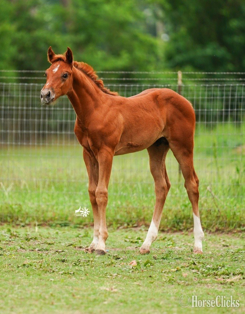 "CD Jinxx On A Friday" Sorrel Colt Paint