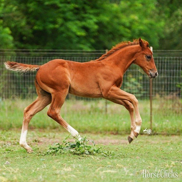Texas "CD Jinxx On A Friday" Sorrel Colt Paint