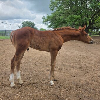 "CD Jinxx On A Friday" Sorrel Colt Paint