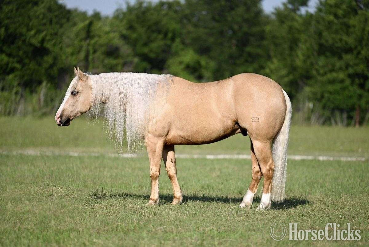 "Titan" Palomino Gelding Quarter Horse in Texas