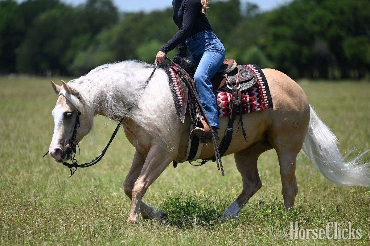Texas "Titan" Palomino Gelding Quarter Horse