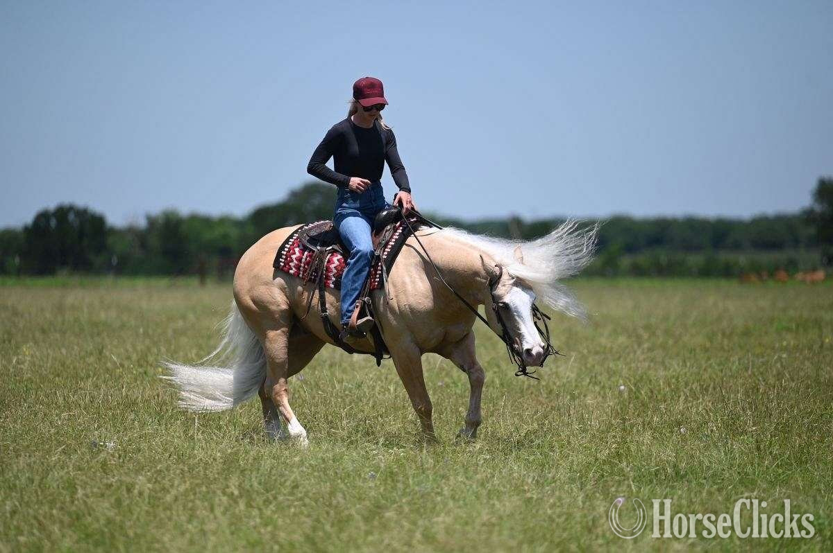 "Titan" Palomino Gelding Quarter Horse - Quarter Horse in Texas