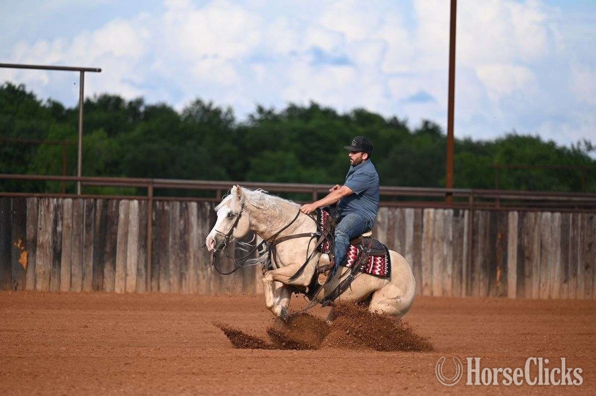 "Titan" Palomino Gelding Quarter Horse - Quarter Horse