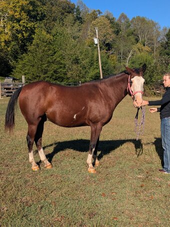 "Apollo " Bay Gelding Quarter Horse