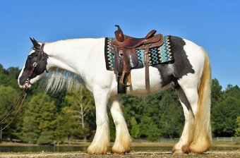 "Lennon" Tabiano Gelding Gypsy Vanner
