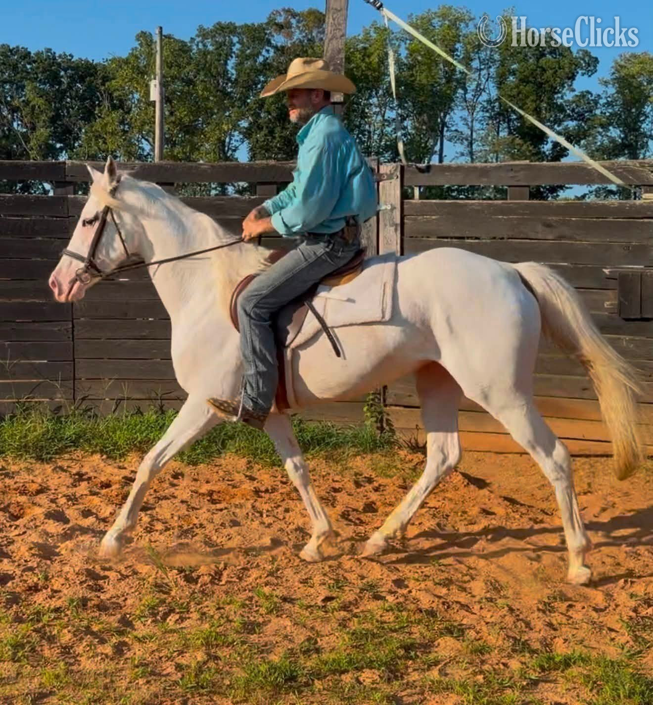 "Divinity - pricing good through 9/26/26 " White Mare Thoroughbred