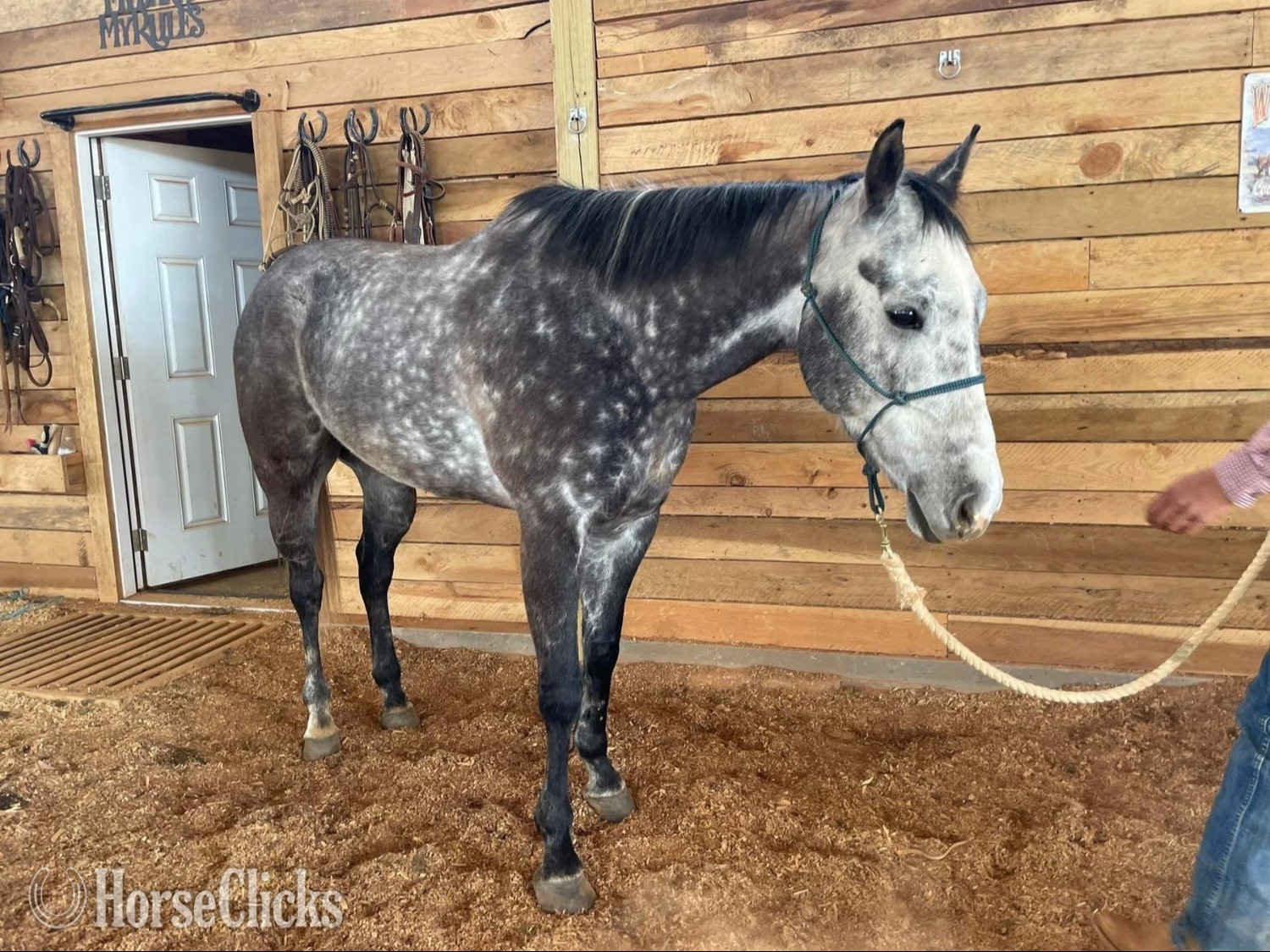 "Bolt" Silver Dapple Gelding Quarter Horse in Georgia