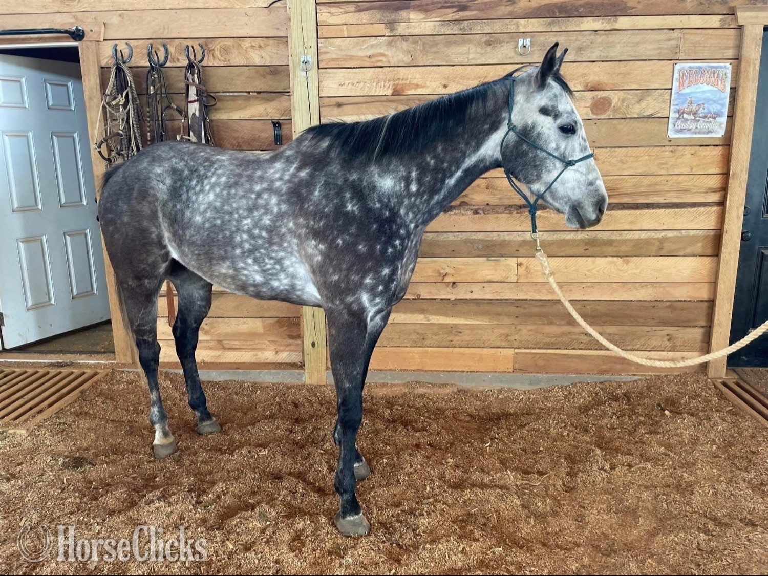 "Bolt" Silver Dapple Gelding Quarter Horse