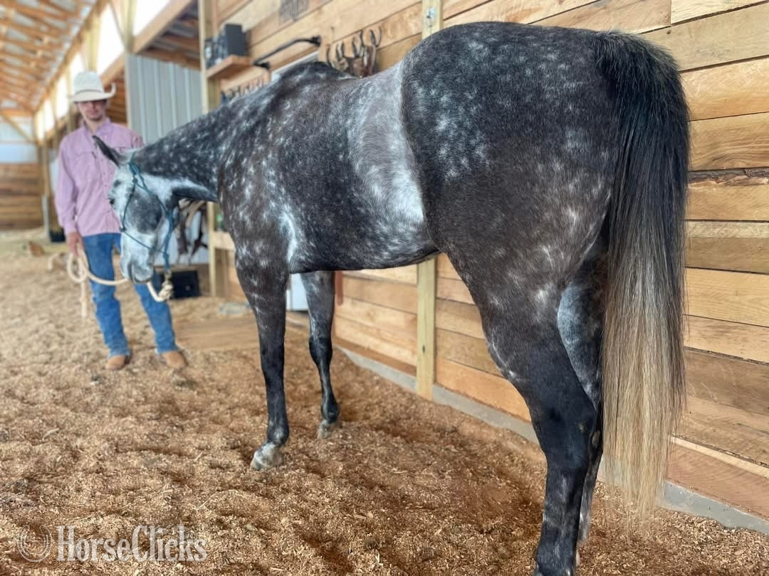 Georgia "Bolt" Silver Dapple Gelding Quarter Horse