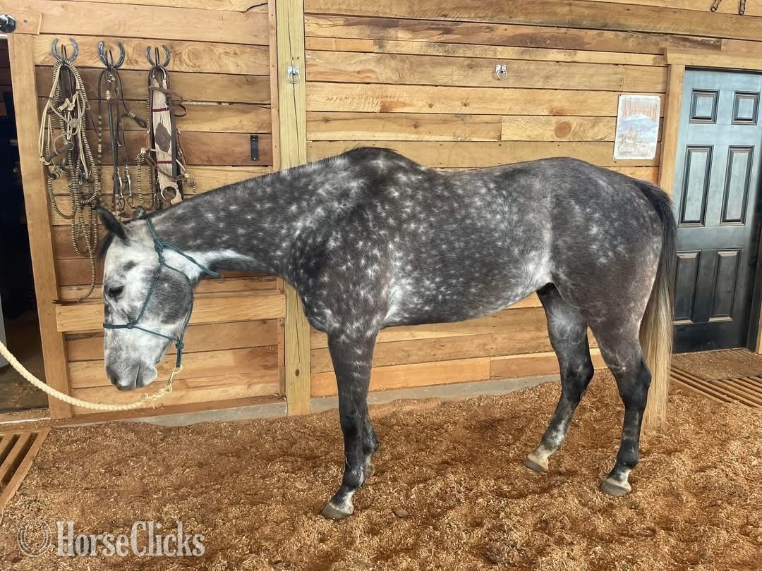 "Bolt" Silver Dapple Gelding Quarter Horse - Quarter Horse
