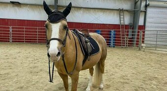 "Velora" Palomino Mare Mustang