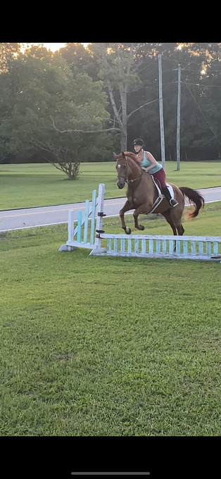 "Louie" Chestnut Gelding Appendix