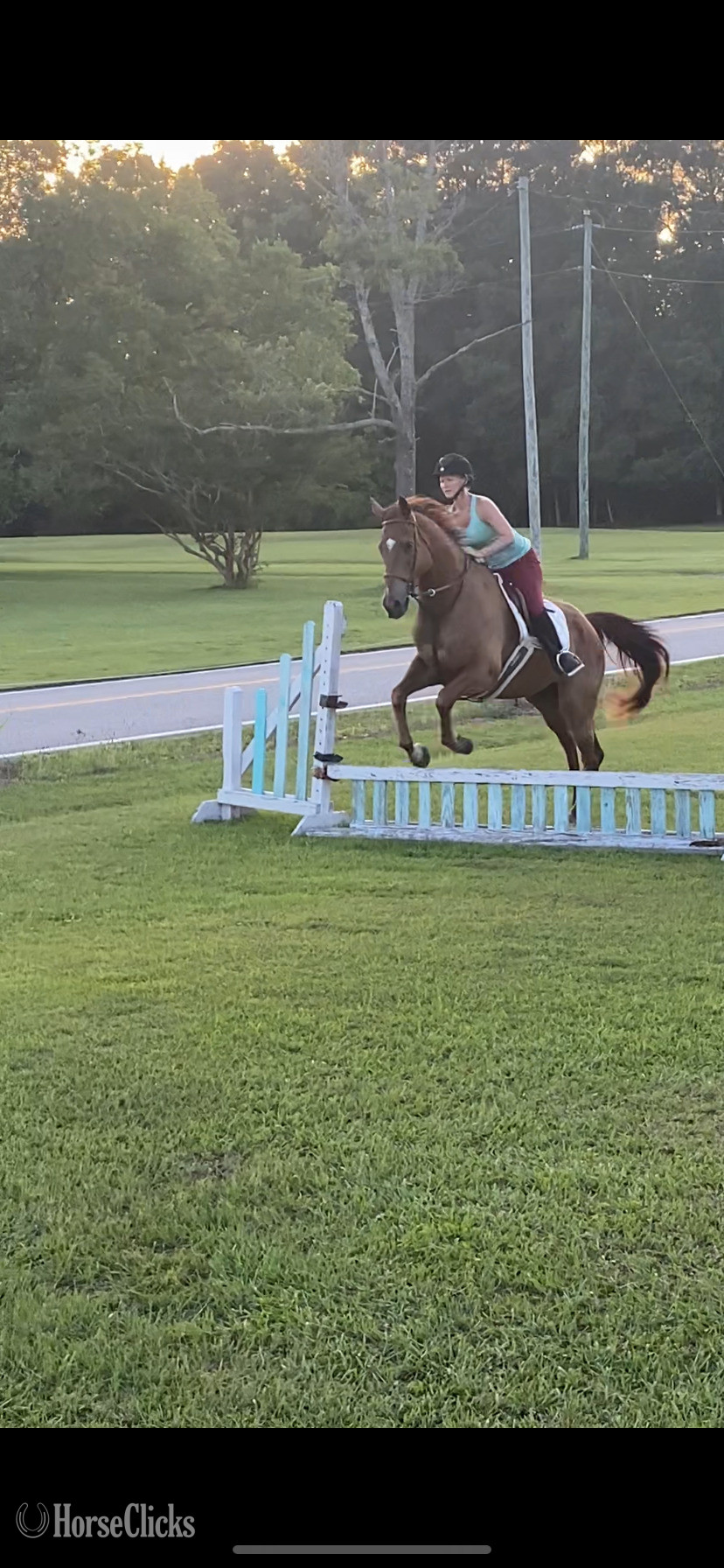 "Louie" Chestnut Gelding Appendix in South Carolina