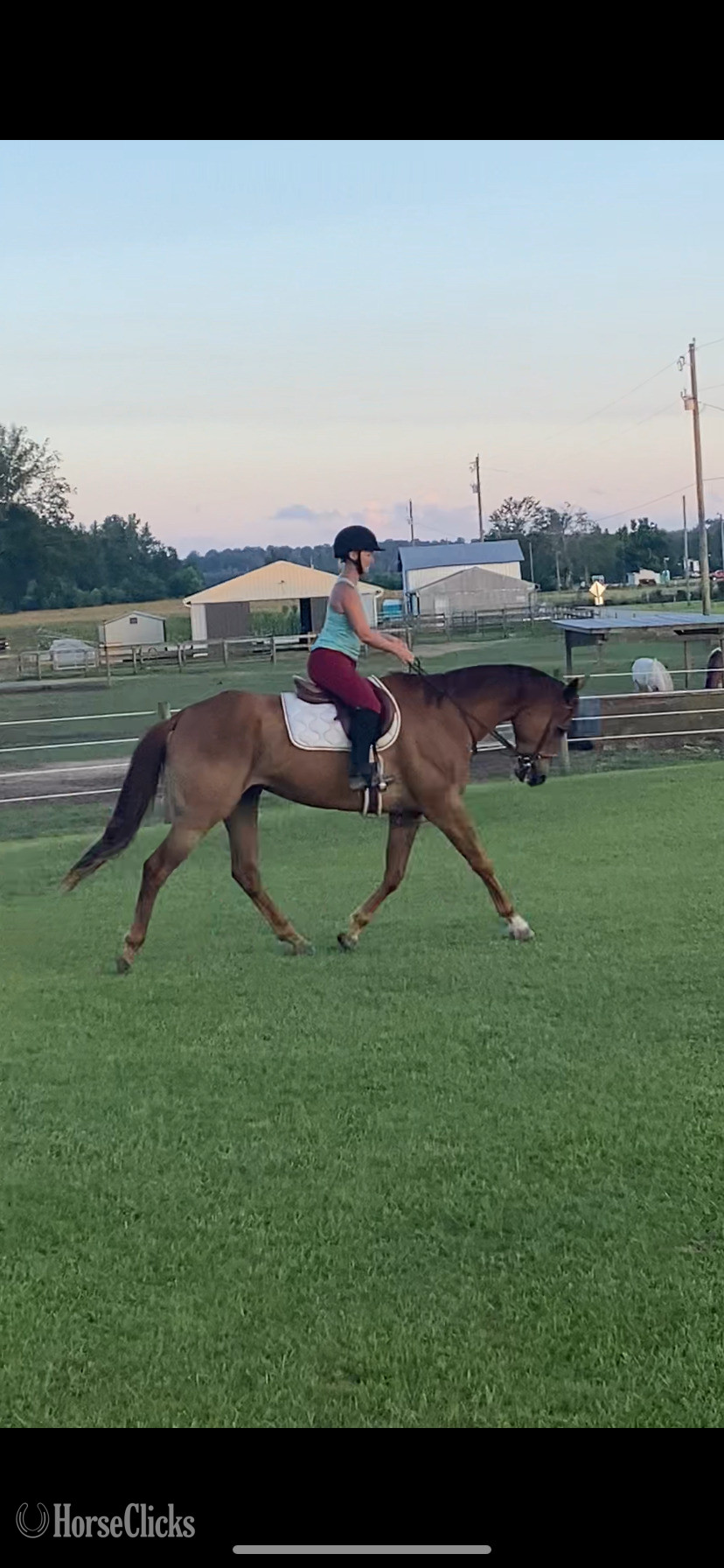 "Louie" Chestnut Gelding Appendix