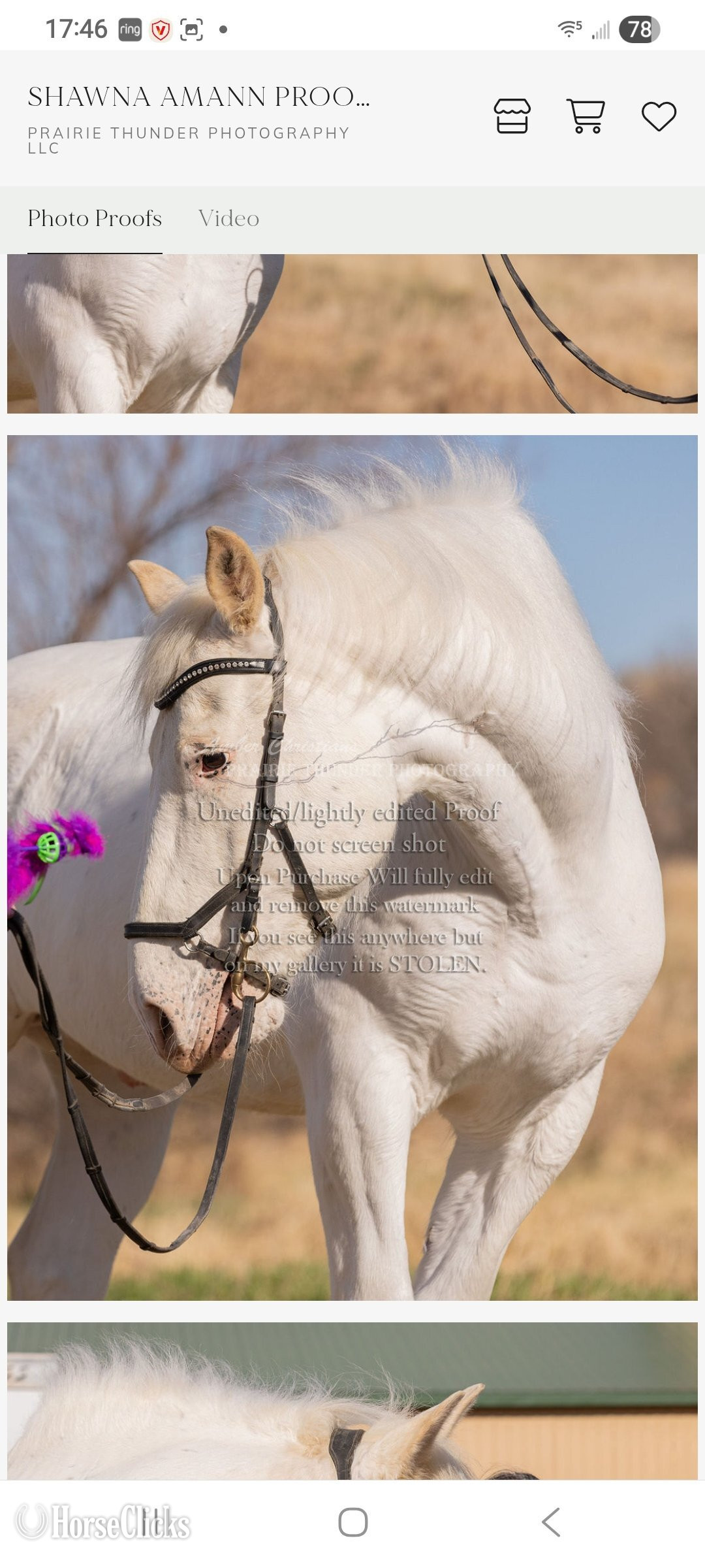 "Talisman " White Gelding Other Breed
