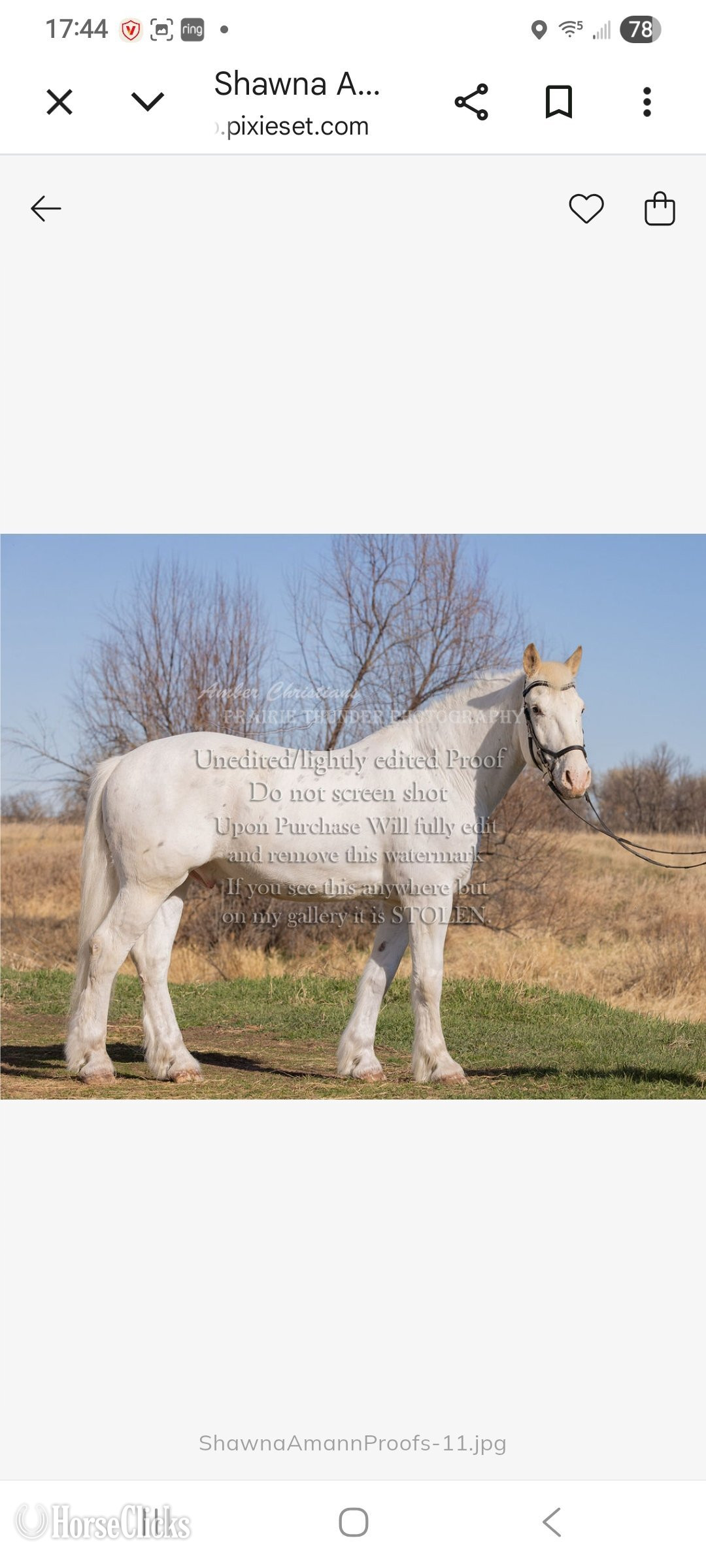South Dakota "Talisman " White Gelding Other Breed