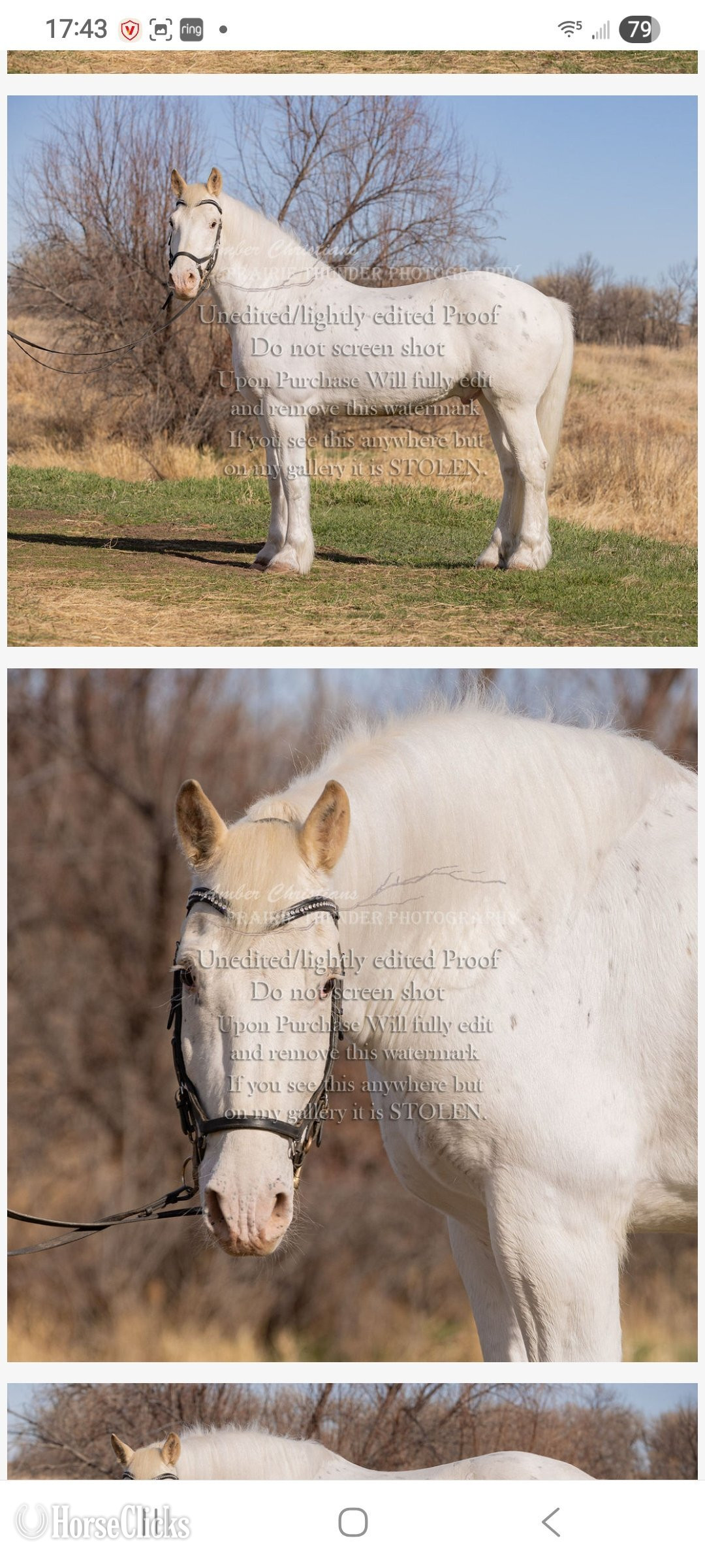 "Talisman " White Gelding Other Breed - Other Breed