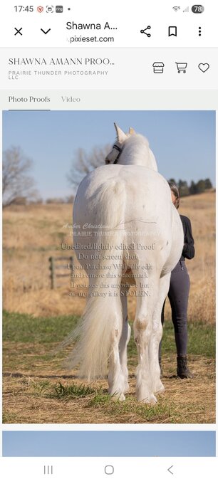 "Talisman " White Gelding Other Breed