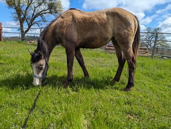"TRINITY" Grey Filly Other Breed