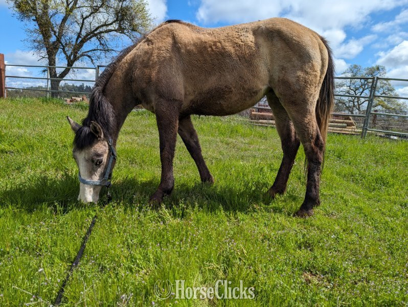"TRINITY" Grey Filly Other Breed in California