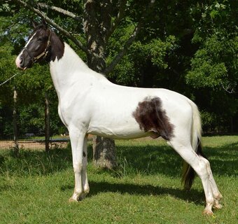 "HECTOR BERLIOZ REG # Tabiano Gelding Tennessee Walker