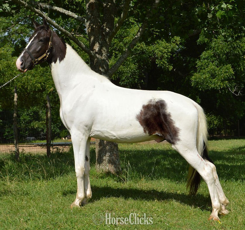 "HECTOR BERLIOZ  REG # Tabiano Gelding Tennessee Walker in Alabama