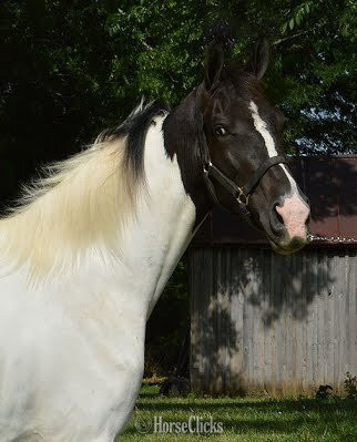 "HECTOR BERLIOZ  REG # Tabiano Gelding Tennessee Walker