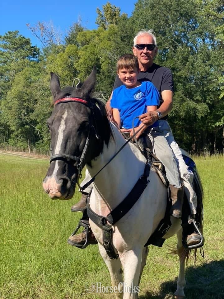 "HECTOR BERLIOZ  REG # Tabiano Gelding Tennessee Walker - Tennessee Walker in Alabama