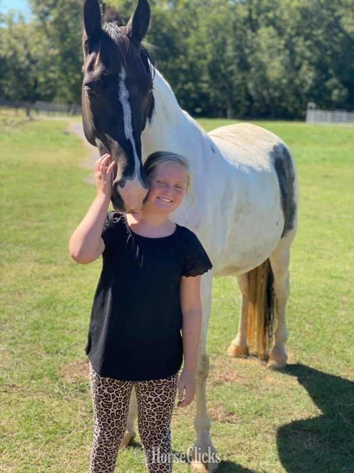"HECTOR BERLIOZ  REG # Tabiano Gelding Tennessee Walker - Tennessee Walker