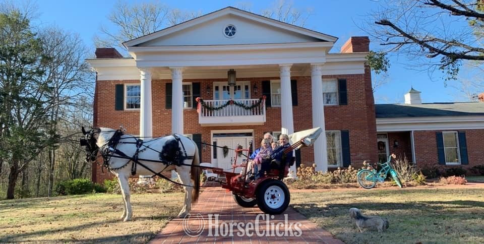 "HECTOR BERLIOZ  REG # Tabiano Gelding Tennessee Walker Alabama