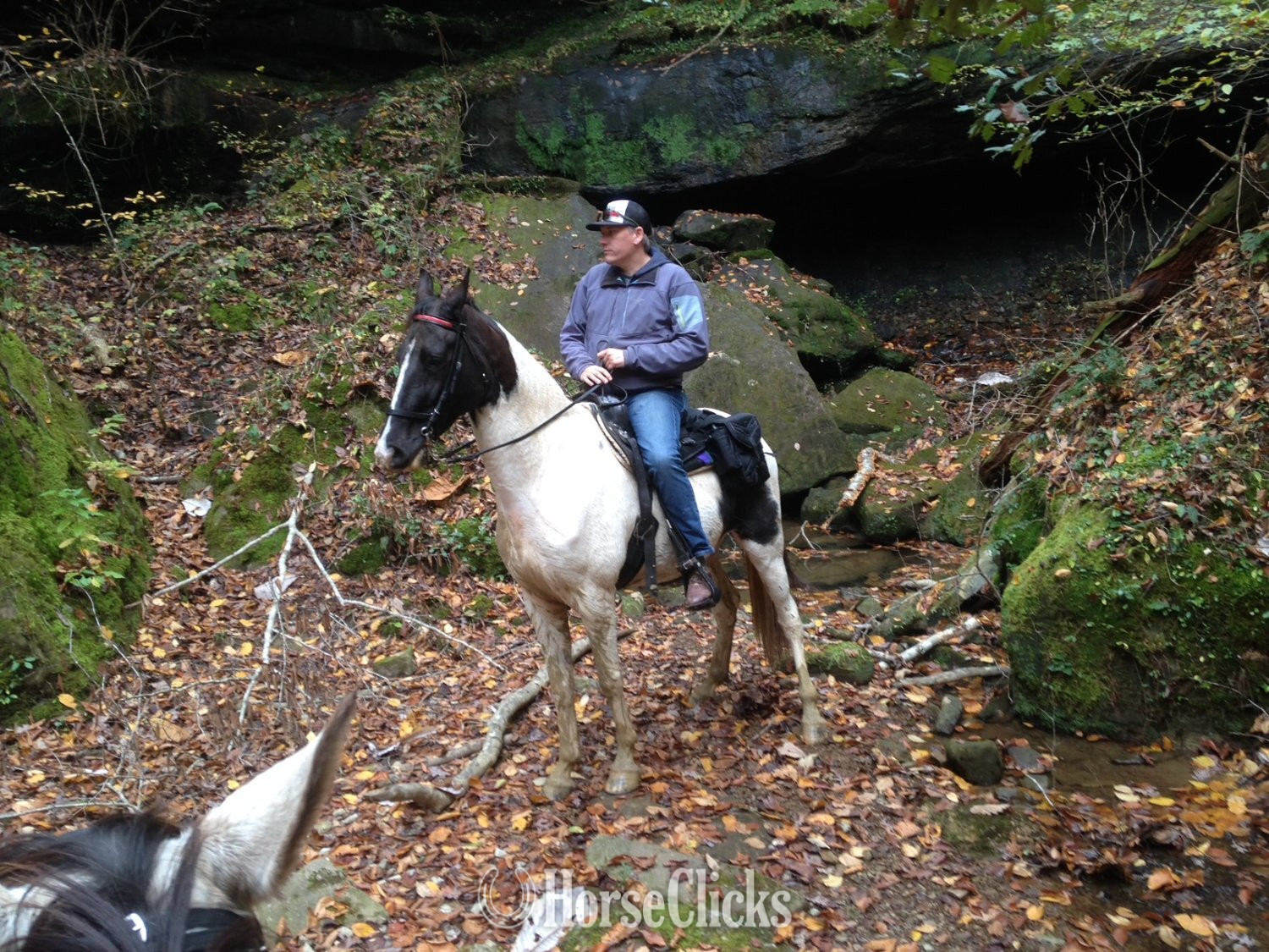 Tennessee Walker - "HECTOR BERLIOZ  REG # Tabiano Gelding Tennessee Walker in Alabama