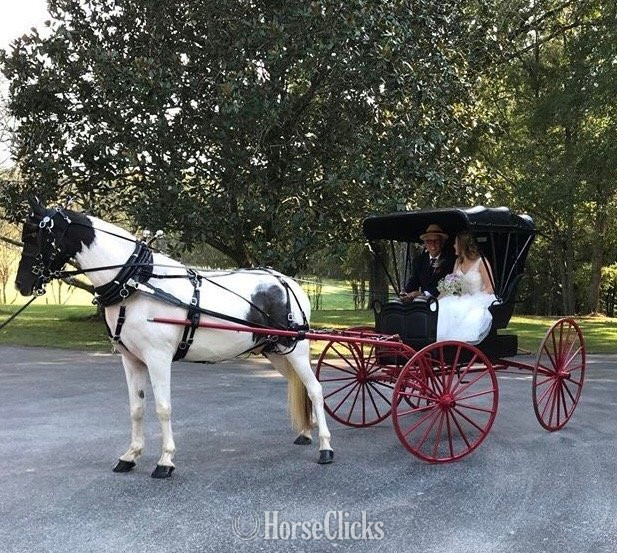 Tennessee Walker - "HECTOR BERLIOZ  REG # Tabiano Gelding Tennessee Walker